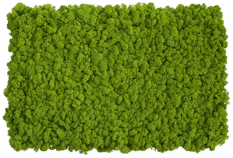 RZ Moos Matte - Islandmoos (2 Stk.)